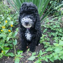 Orange Collar - Black female Goldendoodle puppy in Magnolia, Texas from Doodles of Houston