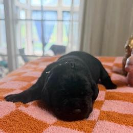 Ike - Black male Labrador Retriever puppy in Greensburg, Kentucky from Paws Farm Retrievers