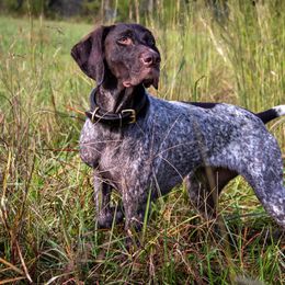 Moxie - German Shorthaired Pointer