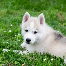 Siberian Husky puppies from Zobela Siberians