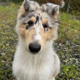 Collie Puppies from Relic Collies