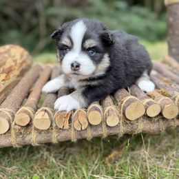 Fig - Black and white male Pomsky puppy in Coos Bay, Oregon from Ocean View Pomskies