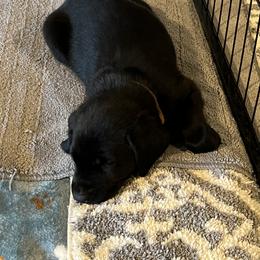 Rip - Black male Labrador Retriever puppy in Long Valley, New Jersey from Long Valley Labradors