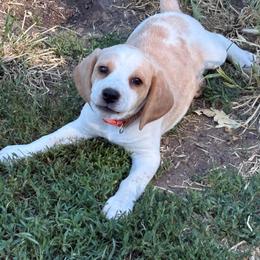 SOLD - Honeys Orange - Lemon and white female Beagle puppy in Brownsville, Oregon from Beagles on the Run