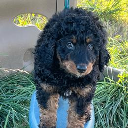George ( Washington) - Phantom male Bernedoodle puppy in Caldwell, Idaho from Treasure Valley Poodles