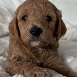 Cavapoos and Poodles from Cara Howell