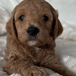 Cavapoos and Poodles from Cara Howell