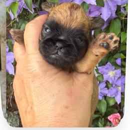 Teddy - Belge male Brussels Griffon puppy in Brooks, Georgia from Brooks Berner Bears & Brussels Griffons