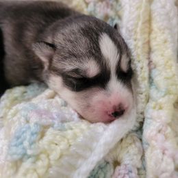 Siberian Husky Puppies from Current River Siberians