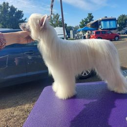 Happy  - Chinese Crested