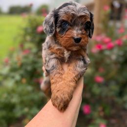 Rain - Merle female Cavapoo puppy in Colcord, Oklahoma from Copper Lane Aussies, Doodles & Cavapoos