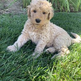 Goldendoodle Puppies from Columbia River Doodles