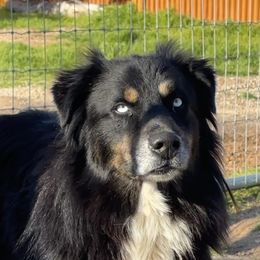 King - Australian Shepherd