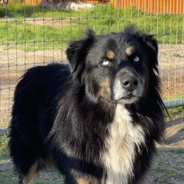 King - Australian Shepherd