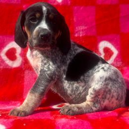 Sadie - Blue ticked and tan female Bluetick Coonhound puppy in Mount Pleasant, Texas from Harmons Hounds