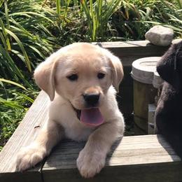 Labrador Retrievers from Sundog Working Labradors