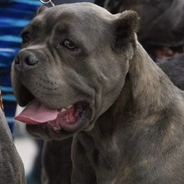 Nadira - Cane Corso