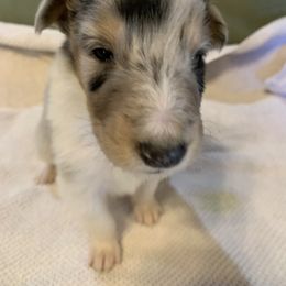 Collie Puppies from ColliesOklahoma
