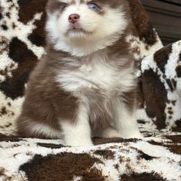 Grahm - Red and white male Pomsky puppy in Casa Grande, Arizona from Arizonas Pomsky Squad