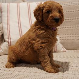 Pepper - Apricot female Goldendoodle puppy in Galt, California from Foxi Goldendoodles