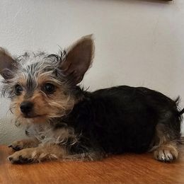 Yorkshire Terriers from Yorkies by Rheba