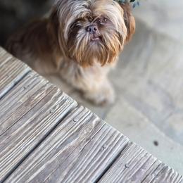 Jimmy - Shih Tzu