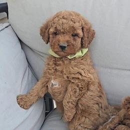 Sammy - Red male Cavapoo puppy in Blackfoot, Idaho from Rocky Desert Goldens and Cavaliers