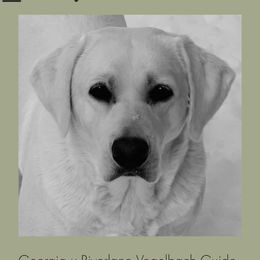 Georgia - Labrador Retriever