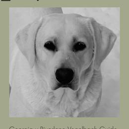 Georgia - Labrador Retriever