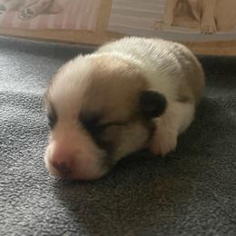 Tucker - Red male Pembroke Welsh Corgi puppy in Griffin, Georgia from Rollnoaks & Cottontail AKC Pembroke Welsh Corgis