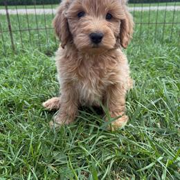 Griffin- 7358 - Apricot male Goldendoodle puppy in Wever, Iowa from JK Royal Lines