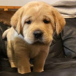 Labrador Retriever Puppies from Lonedove Kennels