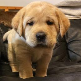 Labrador Retriever Puppies from Lonedove Kennels