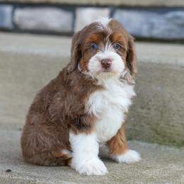 Fenway - Chocolate merle male Bernedoodle puppy in Dundee, Ohio from Down Home Doodle