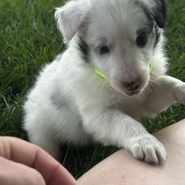 Lime - White blue merle male Shetland Sheepdog puppy in Fontanelle, Iowa from Jensen Farms Shelties