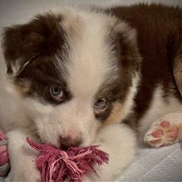 Boy 3 - Red merle male Australian Shepherd puppy in Middletown, Delaware from Everline Aussies