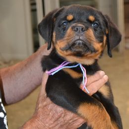 Multi collar female - Black and mahogany female Rottweiler puppy in Dawson Springs, Kentucky from Lakeview Rottweilers