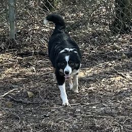 Bailey - Border Collie