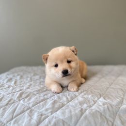 Chai - Cream female Shiba Inu puppy in Monett, Missouri from Happy Tails Shiba Inus