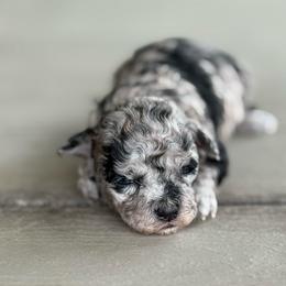 Bonnie Blue - Merle female Maltipoo puppy in Oakland, Kentucky from Imperial Dogs