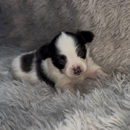 William - White and black male Papillon puppy in Howe, Oklahoma from Southern Sweet Papillons
