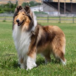Collie All Grown Up from Pyman Collies