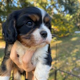 Sable - Tri-color female Cavalier King Charles Spaniel puppy in Mount Dora, Fl, Florida from Breezy Palms Puppies