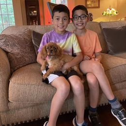 Cavalier King Charles Spaniel Puppies from Oak Haven Cavaliers