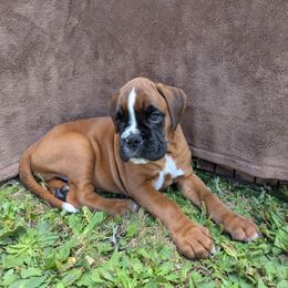 Boy 5 - Boxer puppy from Vista Hill Boxers