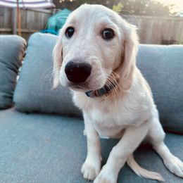Pongo - Cream Goldendoodle puppy in Moncks Corner, South Carolina from Sweetgrass Goldendoodles of Moncks Corner