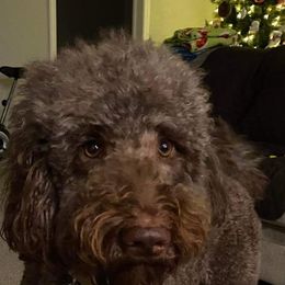 Goldendoodle and Poodle All Grown Up from Standard Poodles and Doodles of Alabama