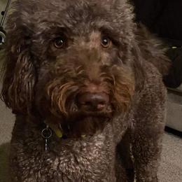 Goldendoodle and Poodle All Grown Up from Standard Poodles and Doodles of Alabama