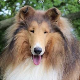Collies from Marnus Collies