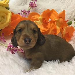Dachshund Puppies from Desert Wind Dachshunds